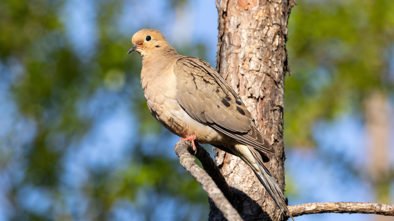 mourning dove perched on a tree branch