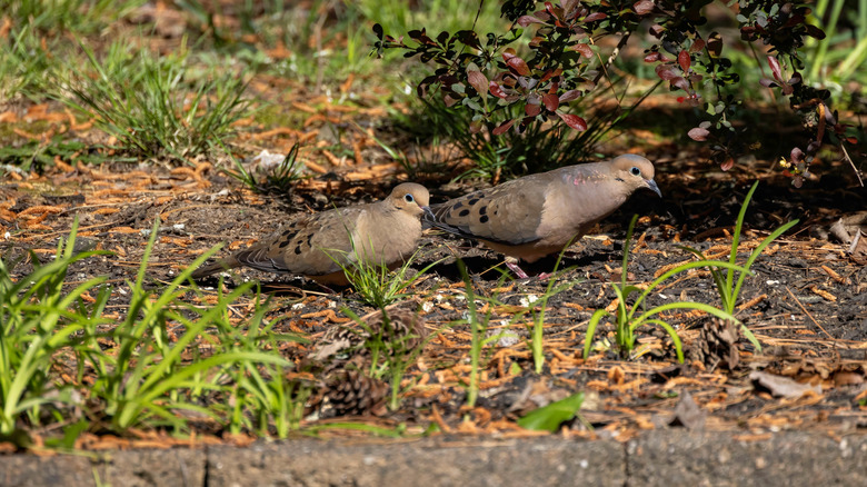 A pair of mourning doves on the ground