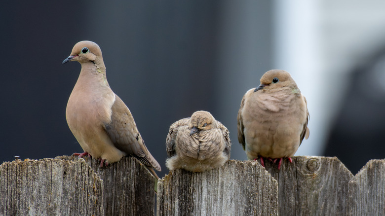 Three mourning doves on a fence