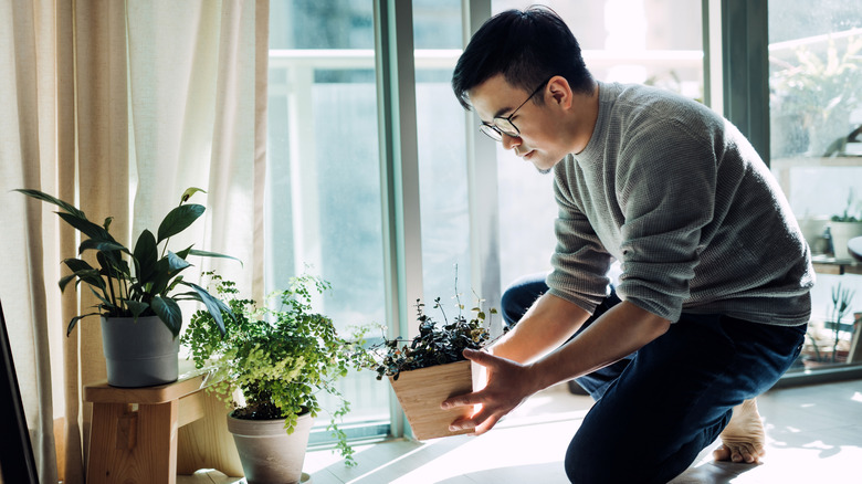 A young man taking care of houseplants.