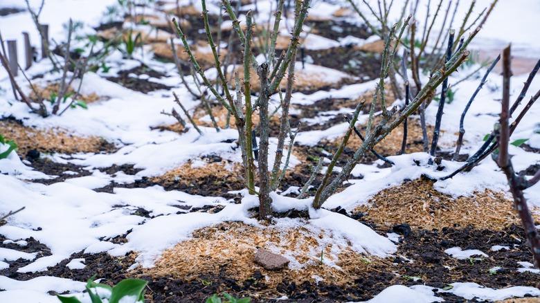 Rose plants in winter with mulch around the base