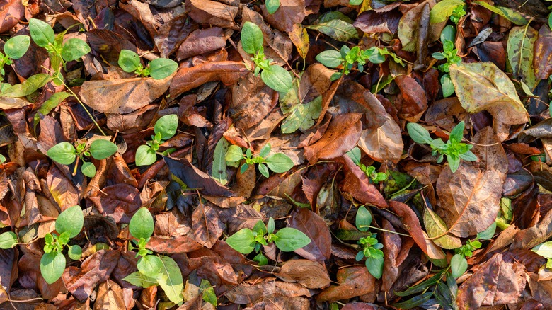 Leaf mulch layered around seedlings