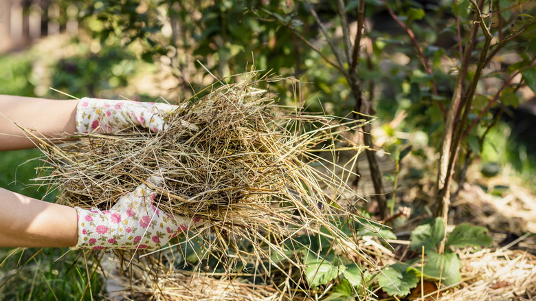 gloved hands holding straw mulch