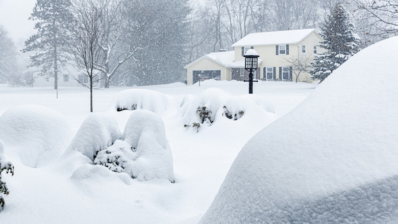 a front yard on a snowy day with piles of snow accumulating on plants