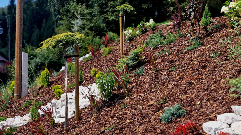a slope with plants surrounded by mulch