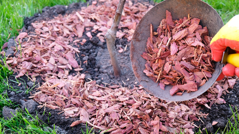 close-up of a person laying down red mulch around a tree