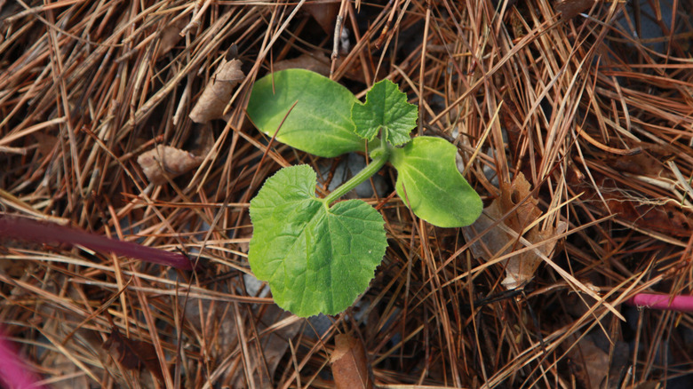 Pine needle mulch around squash plant