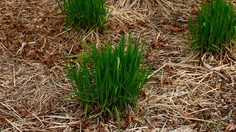 Perennial grass cut back with mulch in winter