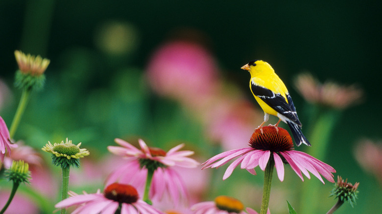 bird on a coneflower