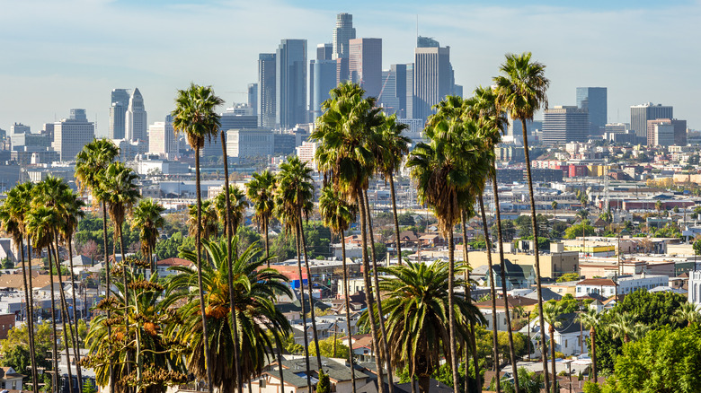 palm trees and LA skyline 