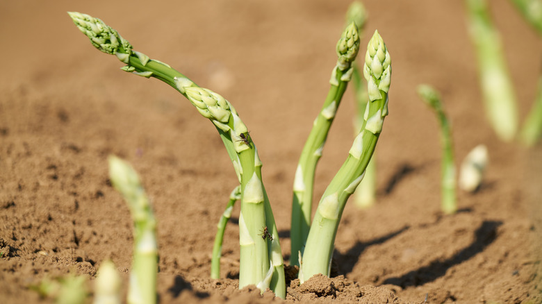 asparagus growing in the field