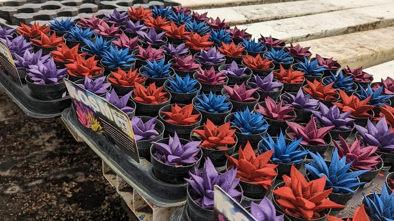 Succulents painted in various colors are ready for sale at a store.