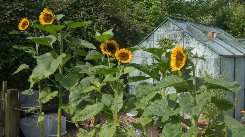 sunflowers growing near small greenhouse