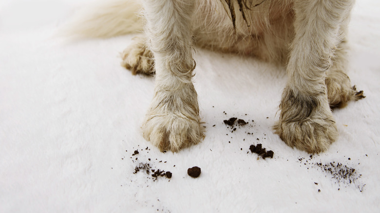Un cane fangoso su un tappeto 