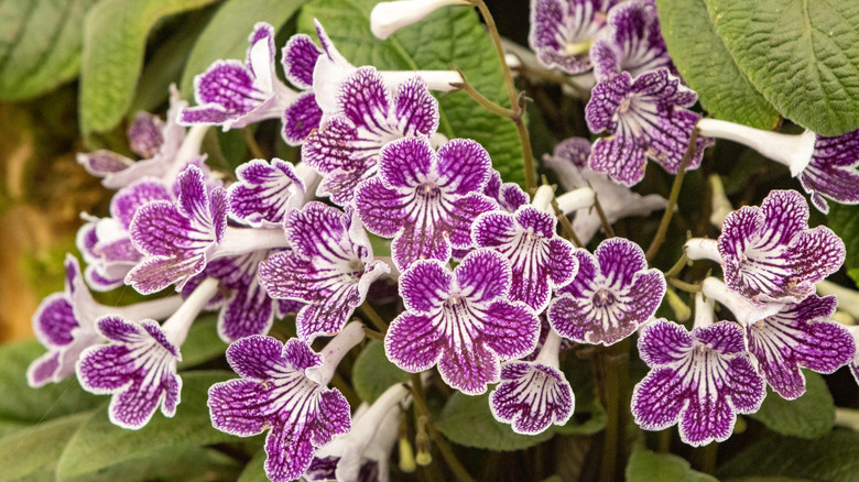 Purple and white streptocarpus plant in bloom