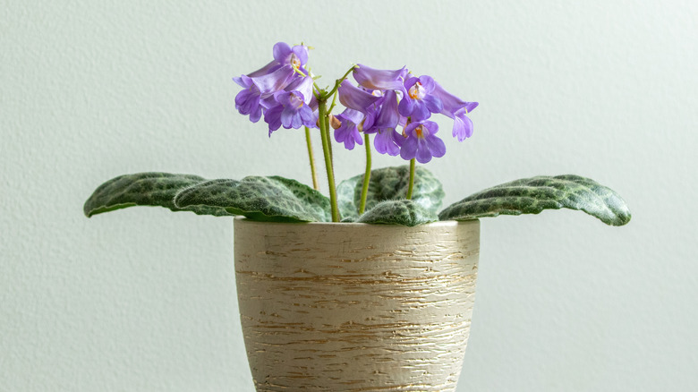 Blooming streptocarpus plant with purple flowers