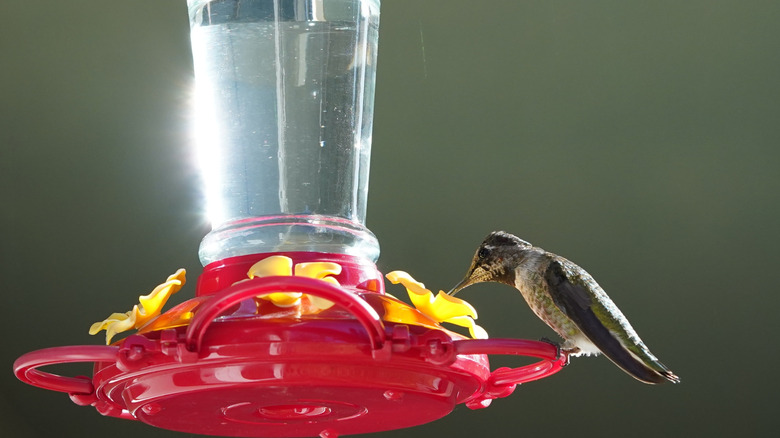 Sun shining on a hummingbird feeder