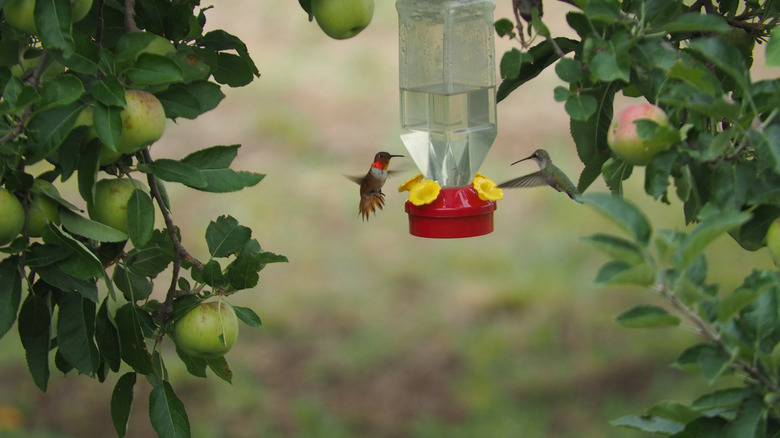 Two hummingbirds visiting a feeder underneath tree