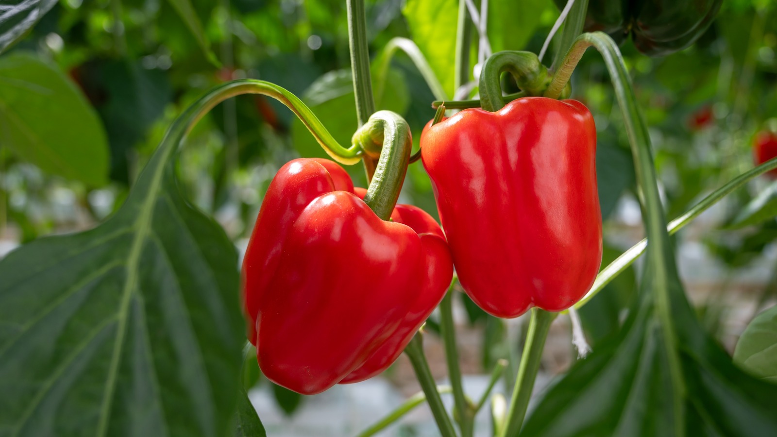 Gardener holding used coffee grounds near pepper plants