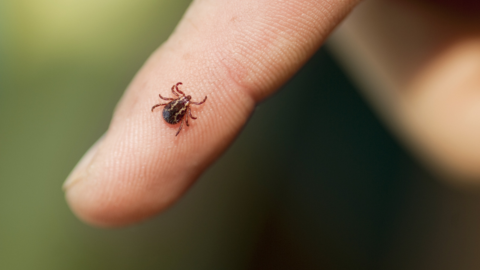 Why People Use Herbs & Flowers To Repel Ticks Along Pathways (& Does It
