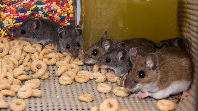 mice eating cereal 