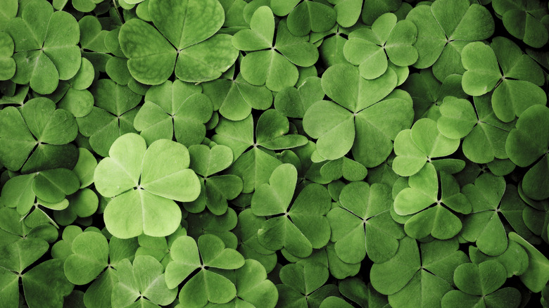 Patch of green clovers
