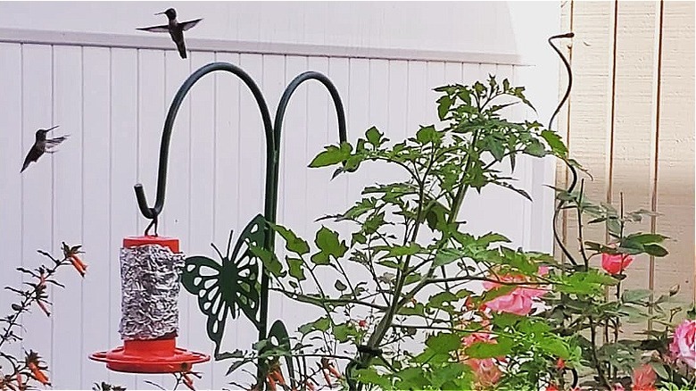 hummingbirds fly around a feeder that is wrapped in aluminum foil