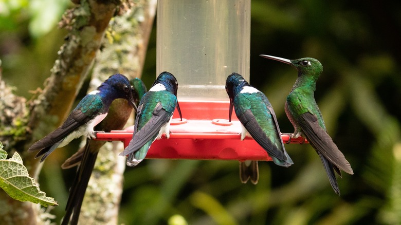 hummingbirds sitting on feeder