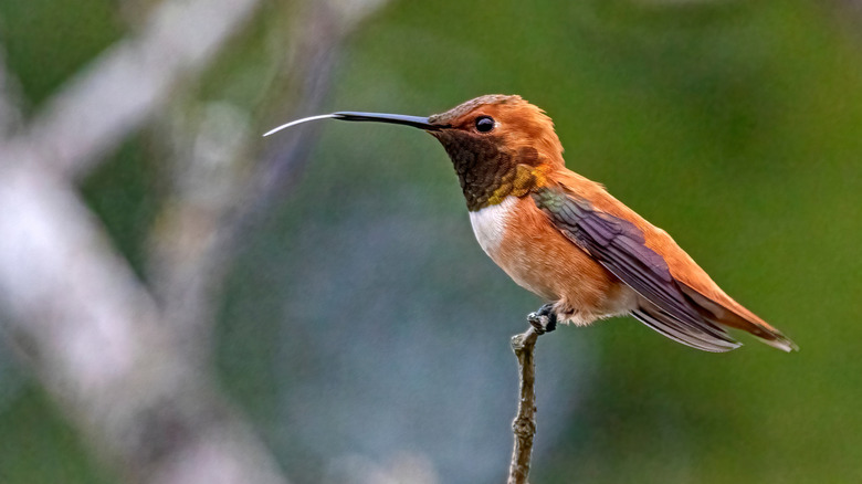 a hummingbird on a small branch with its tongue sticking out