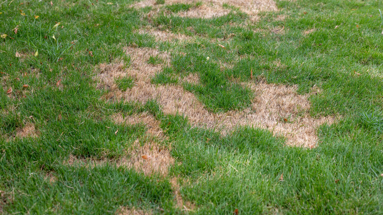 A patchy lawn with dead grass