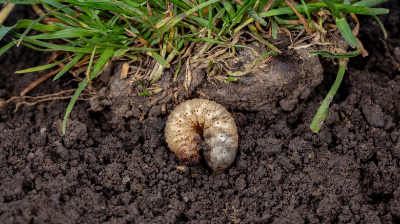 grub in soil