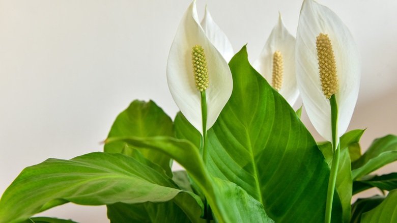 peace lily flowers growing