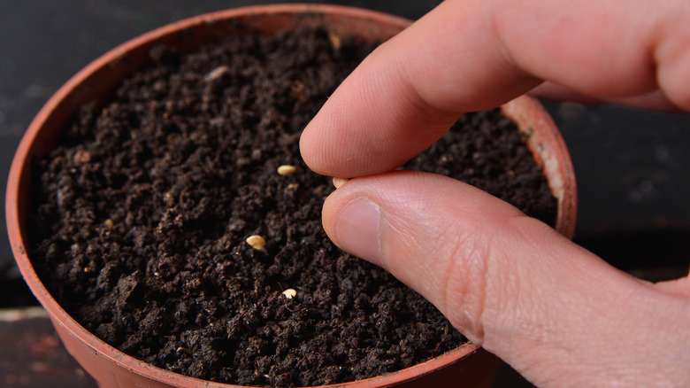 seeds in plant pot 