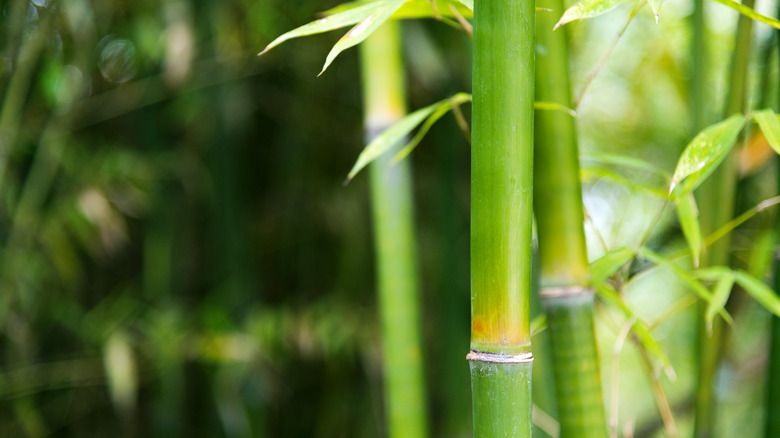 bamboo plant 