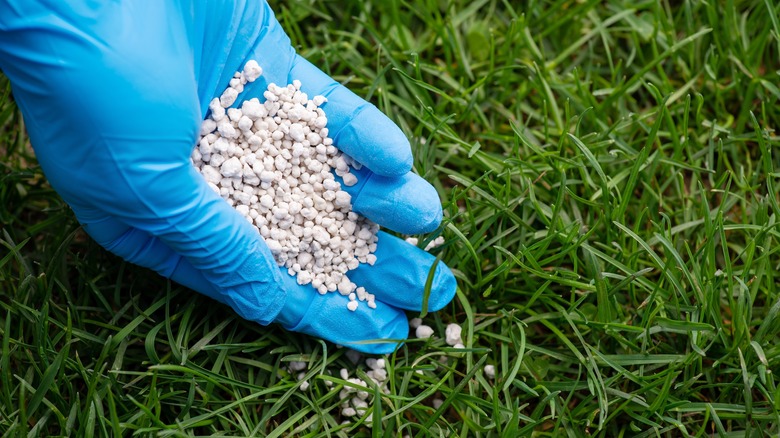 applyig fertilizer on grass