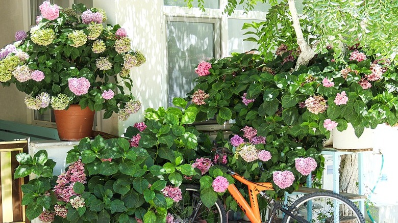 Several large pots of hydrangeas are shown on a patio, along with an orange bike