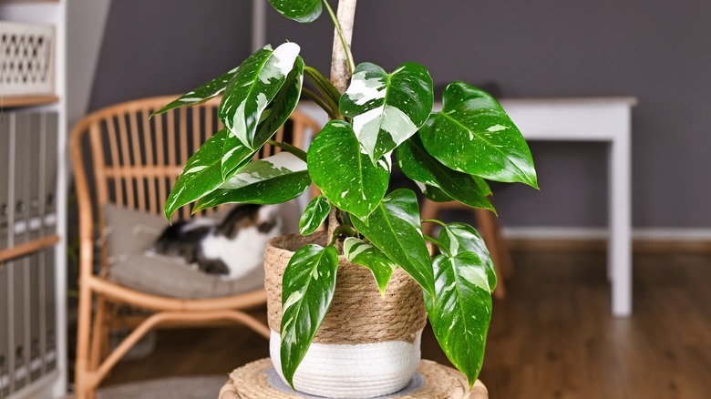 potted philodendron