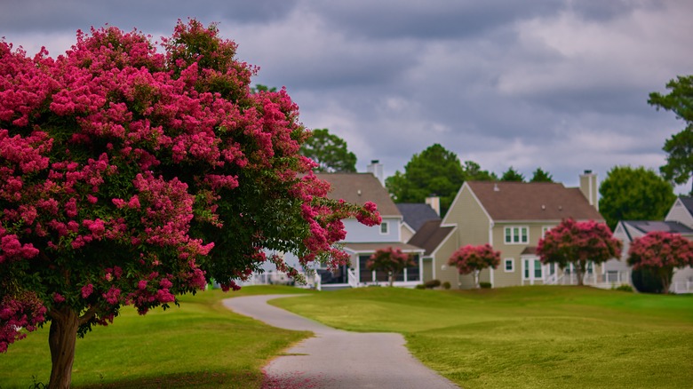 Multiple crepe myrtle trees growing in a housing development.