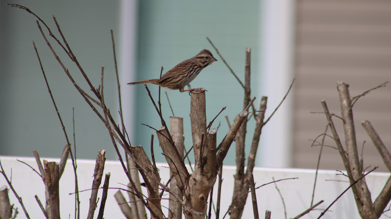 A sparrow perches on a crapemyrtle in search of food.