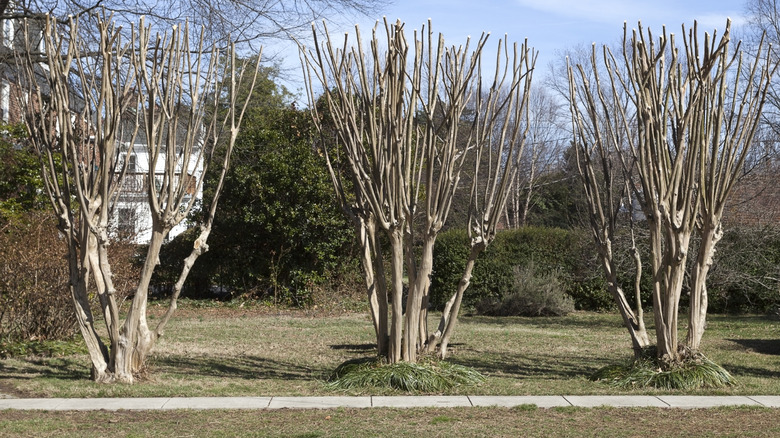 Dormant crepe myrtles that have been topped stand in a row.