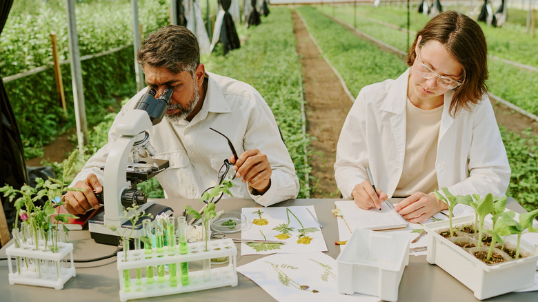 Scientists sit at a table in a field and study plants through a microscope.