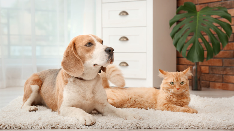 Dog and cat on rug