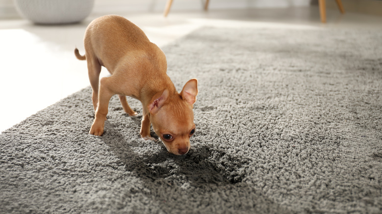 Chihuahua smelling stain in rug