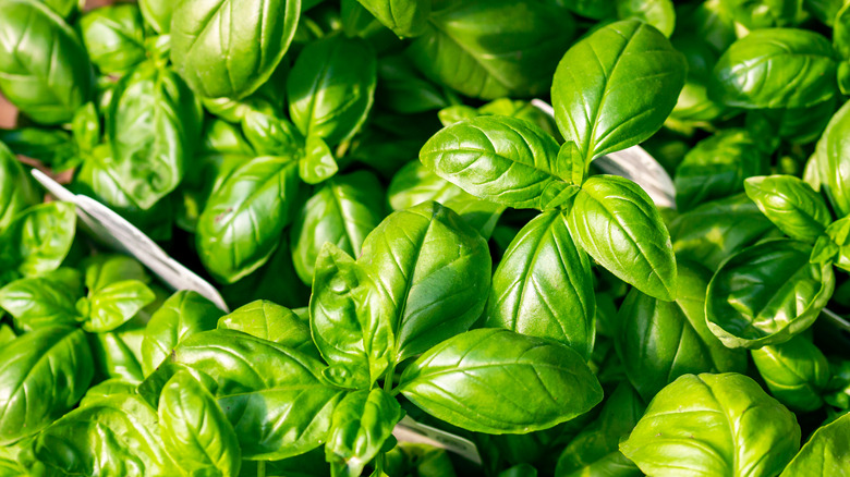 Close-up of basil leaves