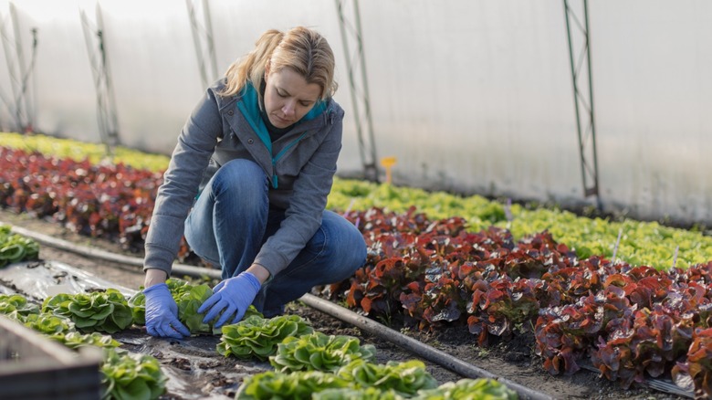 Woman picking lettuce from root