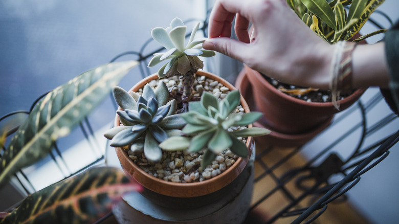 succulent with pumice gravel