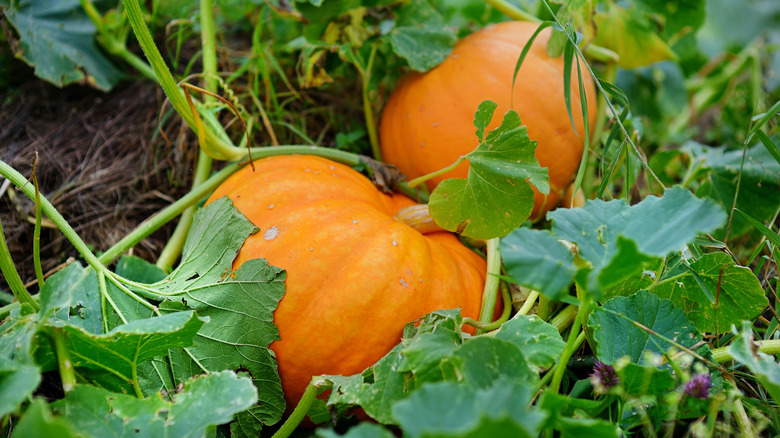 Pumpkins growing in garden