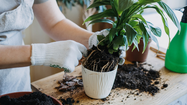 A light-skinned person wearing gardening gloves removes a plant from a pot