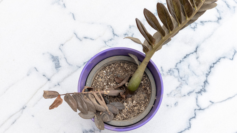 A potted plant on a white marble counter is dying from root rot