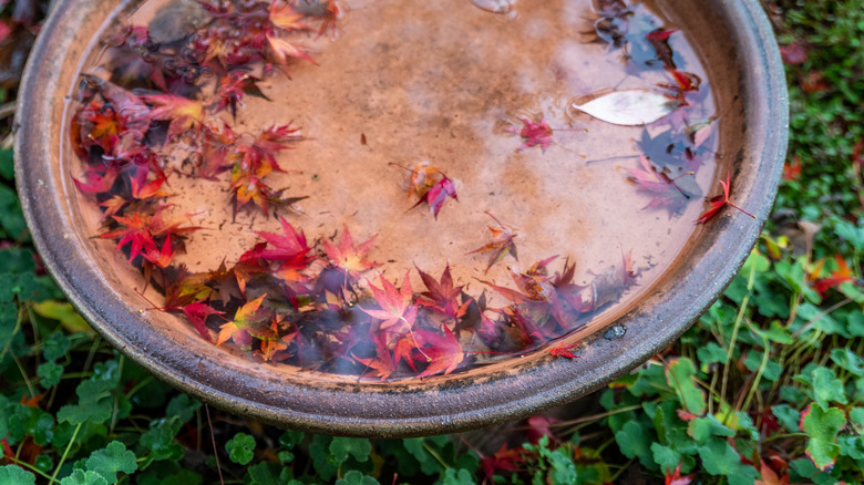 Leaves in messy bird bath